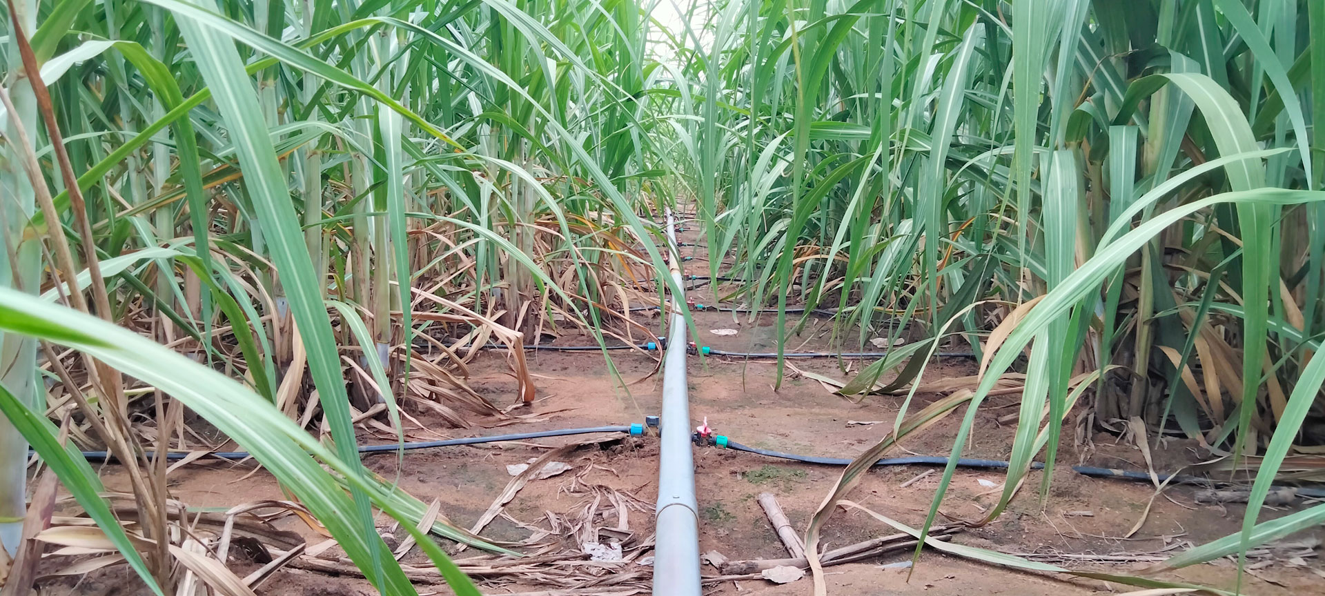 Kỹ thuật canh tác mía